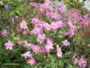 Anemone 'Serenade'